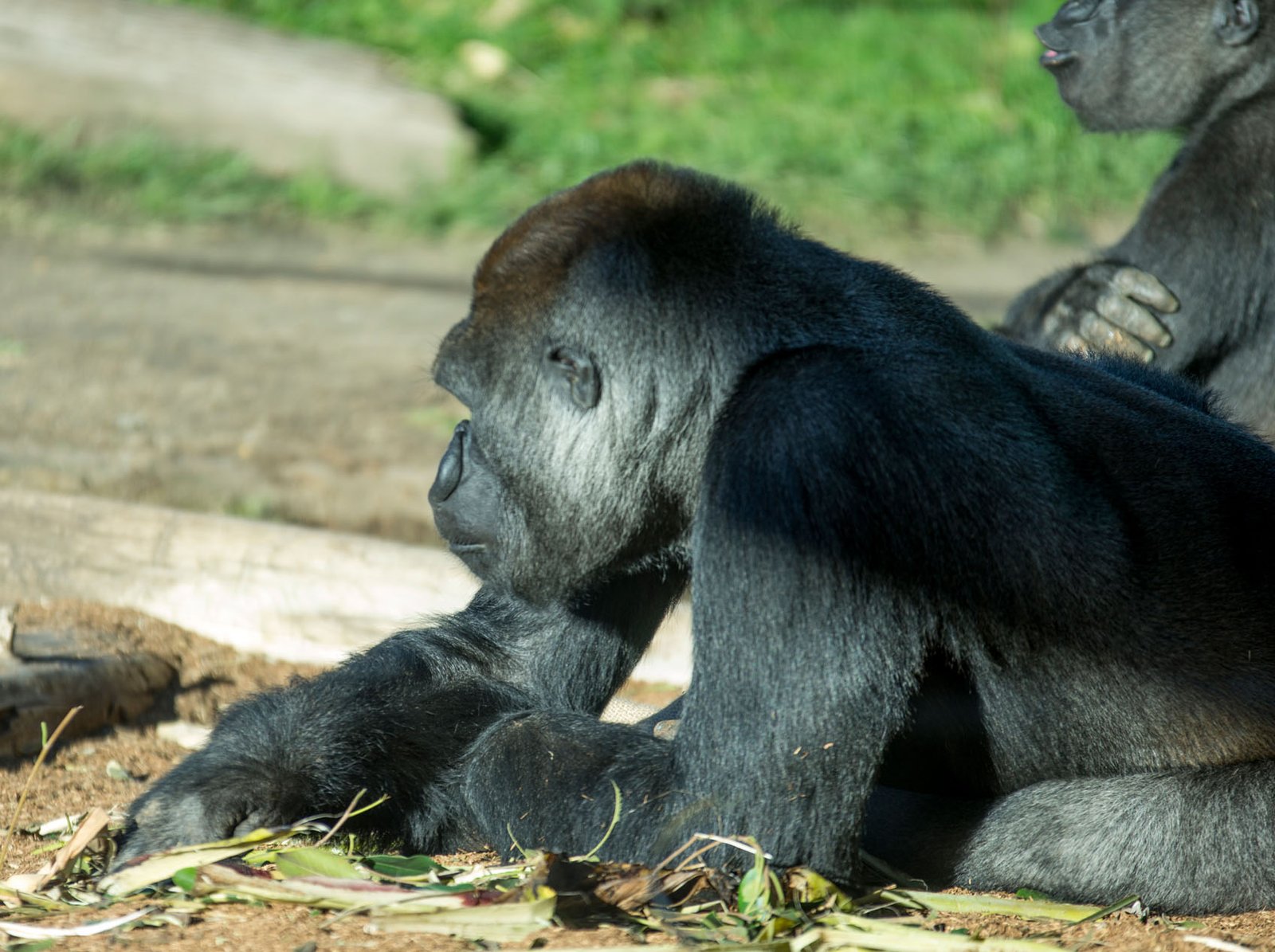 San Diego Zoo Part I 146